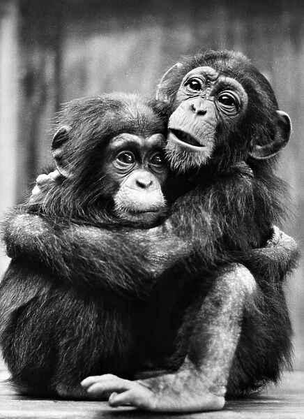 Young Chimpanzees