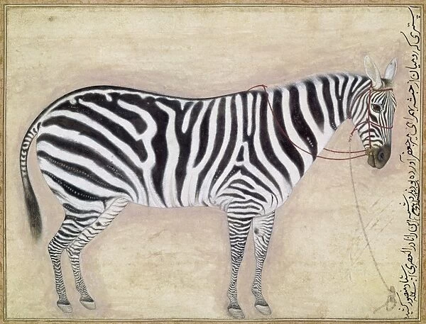ZEBRA, c1620. Painting of a Zebra commissioned by Jahangir, Mughal emperor of India, c1620