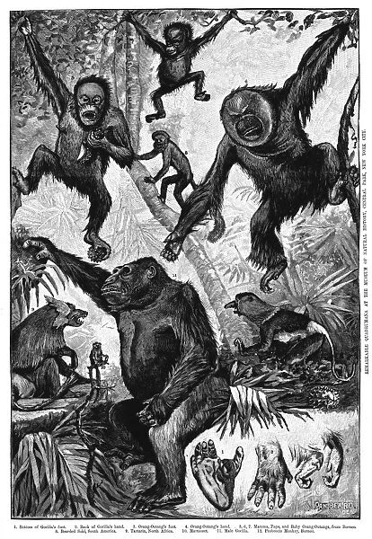 ZOOLOGY: PRIMATES, 1883. Remarkable Quadrumana at the Museum of Natural History, Central Park, New York City. Line engraving by Dan Beard of different species of primates as well as details of their hands and feet, 1883