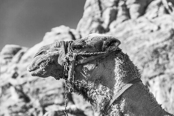 A camel at Wadi Rum, Jordan