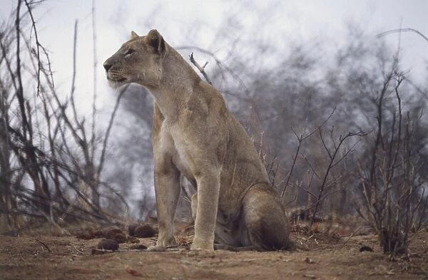 Alert Lioness, Panthera leo, sitting on sandy ground, leaning forward watching something intently, angled side view, dry plants in background