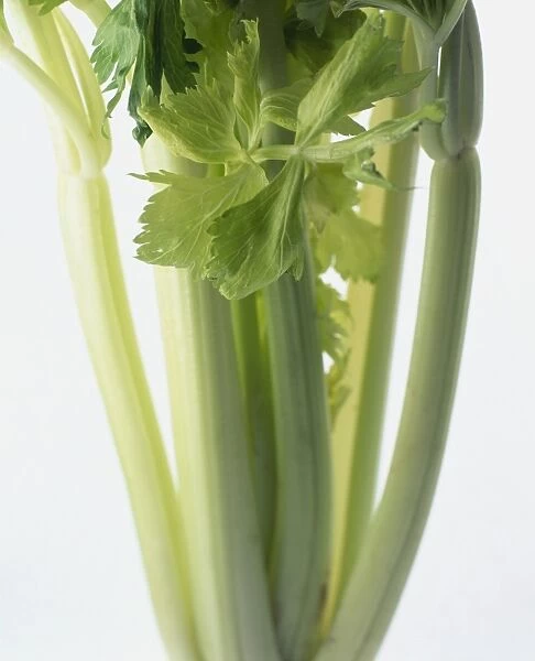 Apium graveolens (Celery) stems and leaves