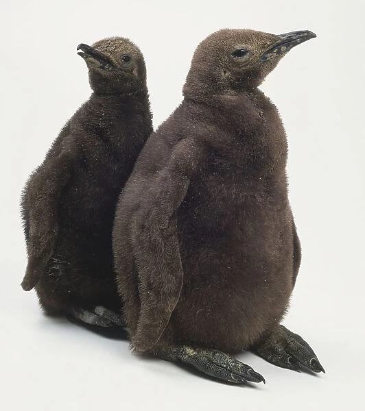 Aptenodytes patagonicus, two, two month old brown king penguin chicks standing together with dark brown fluffy down