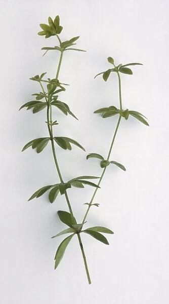 Asperula odorata, syn. Galium odoratum (Sweet woodruff) sprigs