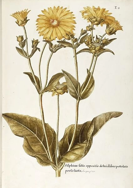 Asteraceae or Compositae, Cup Plant (Silphium perfoliatum). Herbaceous perennial plant for flower beds native to Northern America, by Giovanni Antonio Bottione, watercolor, 1770-1781