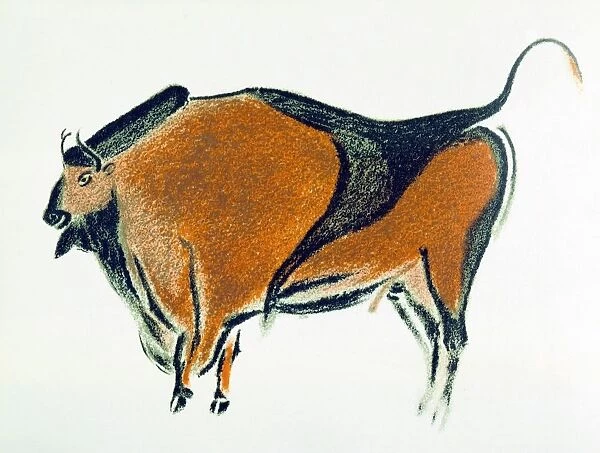 Bison: Palaeolithic cave painting at Altamira, northern Spain. Lithograph published