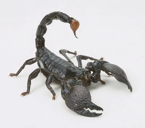 Black Scorpion (Scorpiones), close up