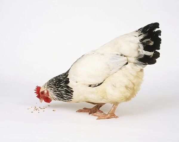 Black and white chicken (Gallus gallus) pecking grains, side view
