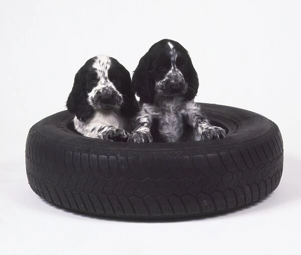 Two black and white Cocker Spaniel puppies (Canis familiaris) in centre of a tyre, one lying down, and the other looking up