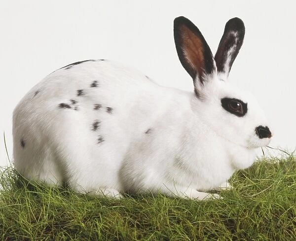 A black and white Domestic Rabbit (Leporidae) standing on grass nibbling, side view