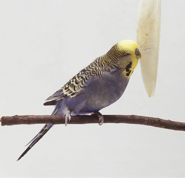 Blue budgie chewing at cuttlefish bone