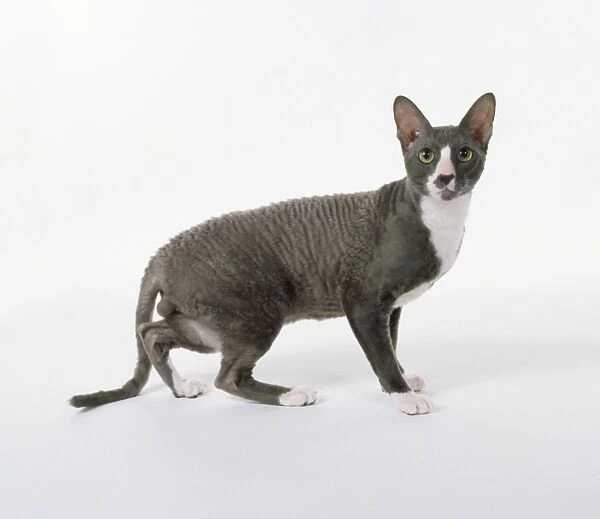Blue and White Cornish Rex with crinkled eyebrows and whiskers and curly or wavy hair, standing