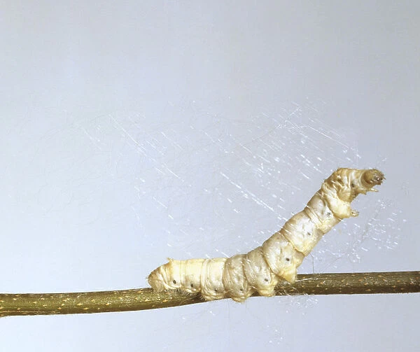 Bombyx mori (Silkworm), a silk worm beginning to spin its cocoon