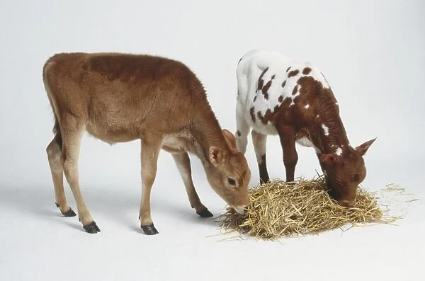 Two calves, one tan, the other white-brown speckled, eating from pile of straw