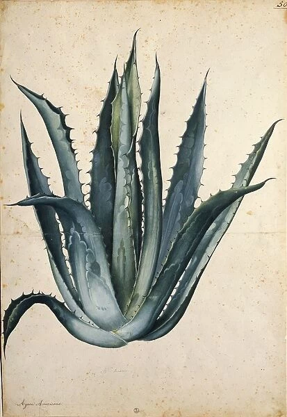 Century plant (Agave americana), illustration by Jacopo Ligozzi
