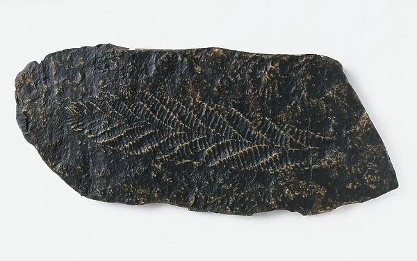Charniodiscus (Sea pen) fossil, leaf-like impression on dark surface, late Precambrian era