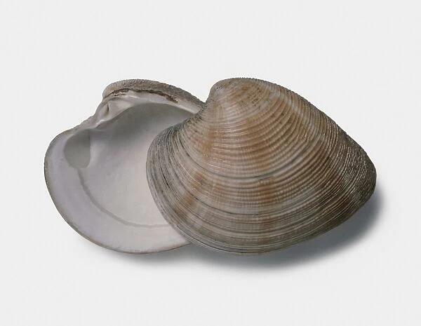 Chicken venus (Chamelea gallina), top and underside of clam shell