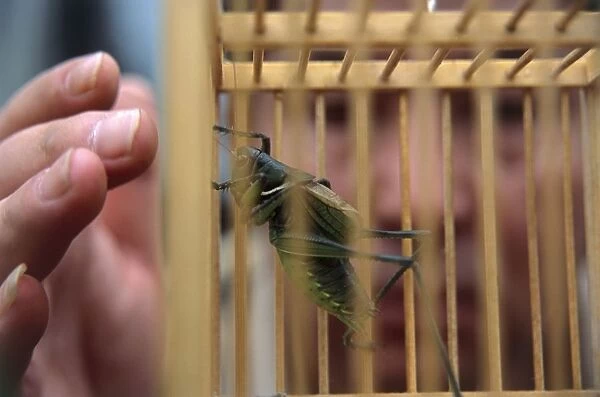 China, Beijing, Guanyuan pet market, man looking at cricket inside cage