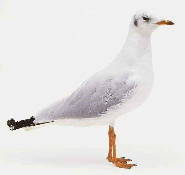 Common Seagull (Larus canus), side view
