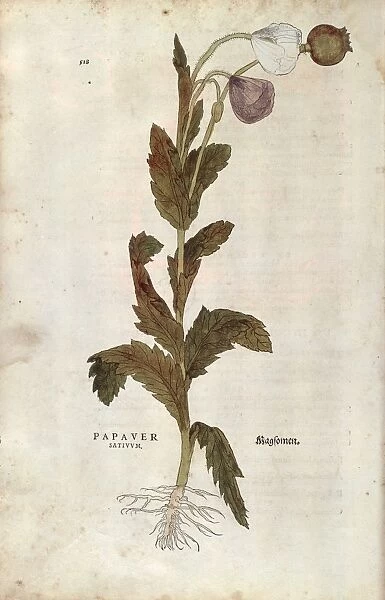 Corn or Field Poppy, (Papaver Rhoeas) (Papaver Satiuum), coloured engraving by Leonhart Fuchs, 1542