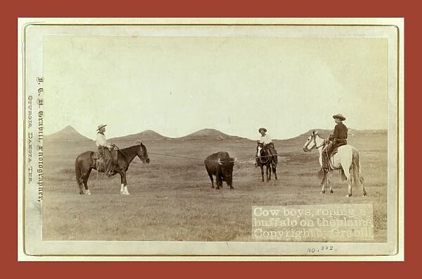 Cowboys, Roping A Buffalo On The Plains, John C