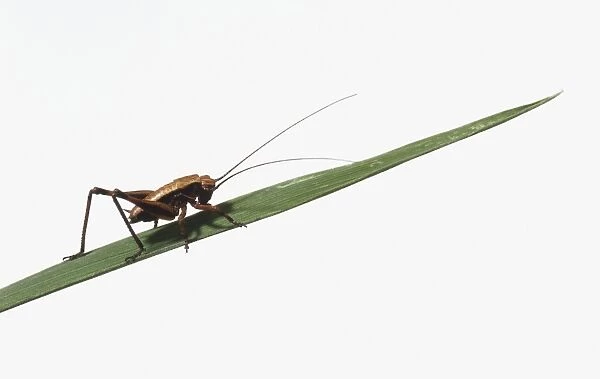 Cricket on a leaf