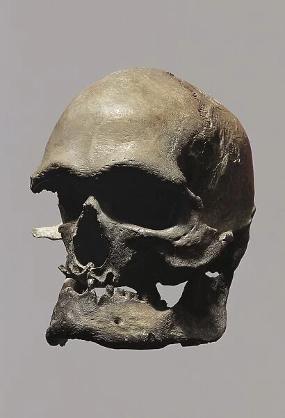 Cro-Magnon type skull of Homo sapiens