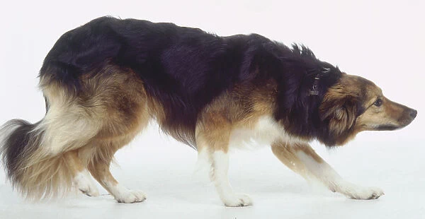 A crouching multicolored dog with a bushy tail lowers its head