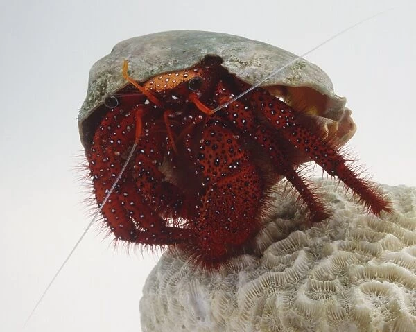 Dardanus megistos, Hermit Crab, red with bright black and white dots for camouflage, large eyes on end of stalks, ten legs with two huge pincers, standing on coral, front view