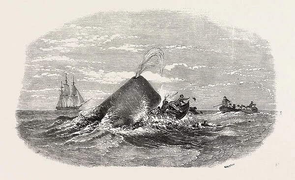 Destruction Of The Larboard Boat Of The ann Alexander