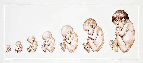 Development of Fetus from third to ninth month of pregnancy, drawing