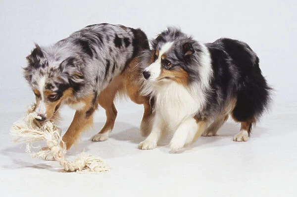 Two dogs play together with a rope toy