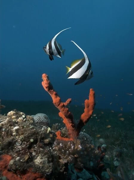 Egypt, Red Sea, two Schooling bannerfish (Heniochus diphreutes) swimming near a red finger sponge