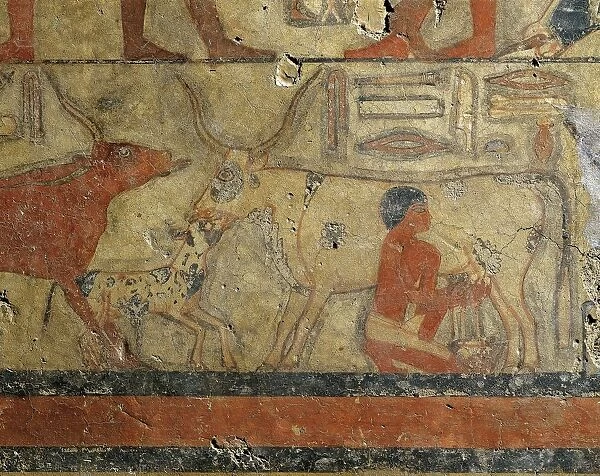 Egypt, Saqqara, Mastaba of Metchetch (pyramid of king Unas), Milking scene, fresco