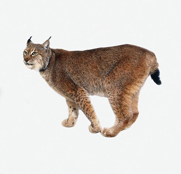 Eurasian lynx (Lynx lynx), side view