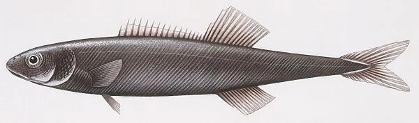 Fishes: Perciformes Tetragonuridae, Smalleye squaretail (Tetragonurus cuvieri), illustration