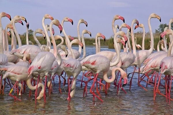 Flamingos. Phoenicopterus Ruber. Camargue. France