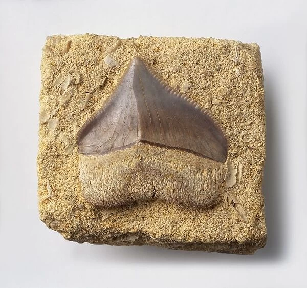 Fossilised tooth of Crow Shark (Squalicorax pristodontus)