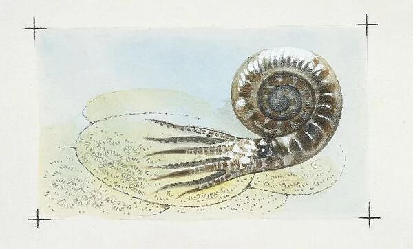 Fossils, Ammonite, illustration