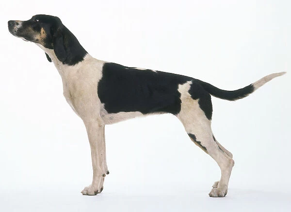 Foxhound: hound dog, standing