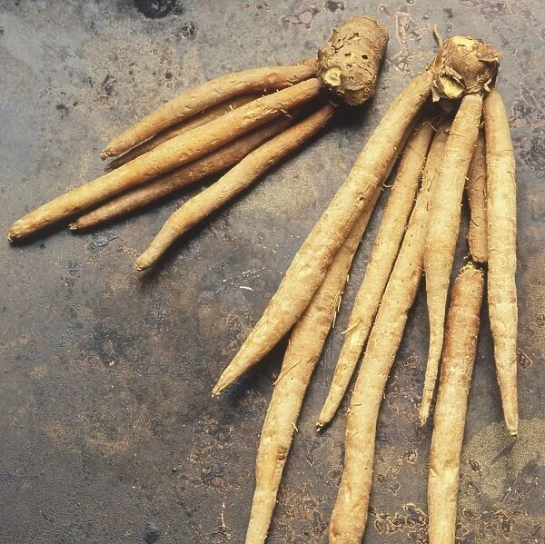 Fresh roots of Thai wild ginger (Grachai)