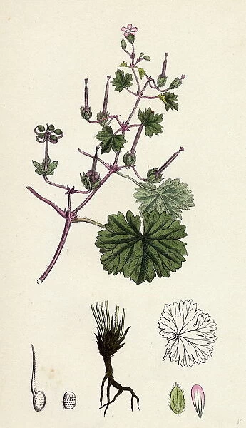 Geranium rotundifolium, Round-leaved Crane s-bill