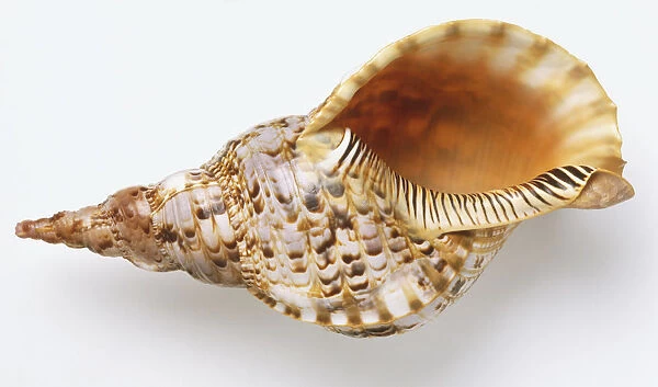 Giant Triton or Trumpet Triton shell (Charonia tritonis), close up