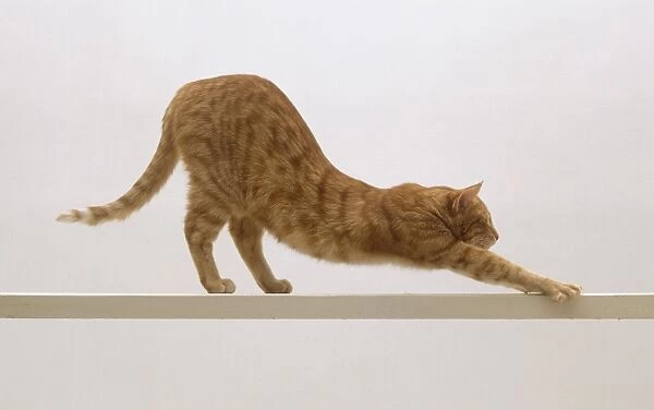 Ginger tabby cat stretching, side view