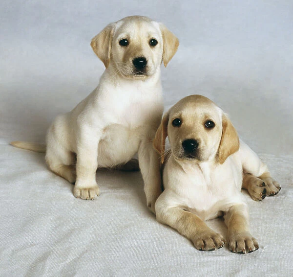 Two golden labrador puppies sitting and lying down together, front view