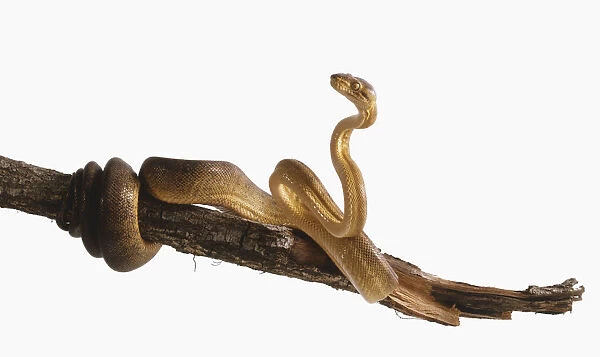 Golden tree boa wrapped around a branch