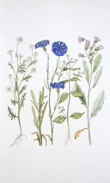 Graminaceae, Weed, illustration