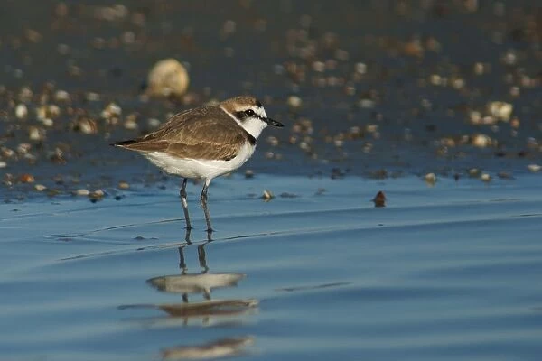 Greater Sand Plover. Charadrius Leschenaultii. Camargue. France