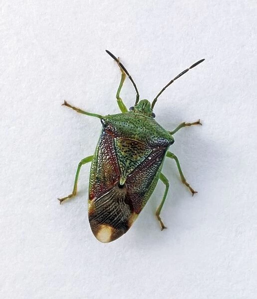 Green shield bug (Palomena prasina), view from above