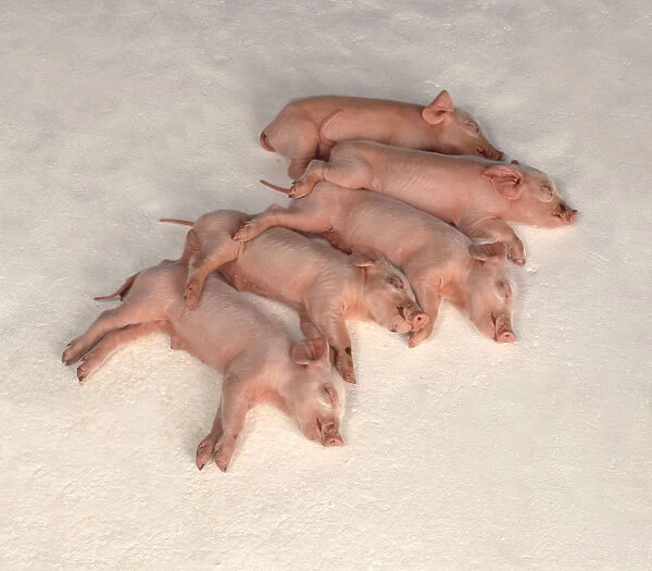 Group of pink piglets sleeping